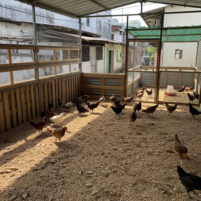 Cara Membuat Kandang Ayam Kampung Anti Bau (Image by Gemini AI)