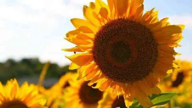 [Bintang] Diwakili sama Bunga, Ini Bunga yang Sesuai dengan Zodiak Kamu