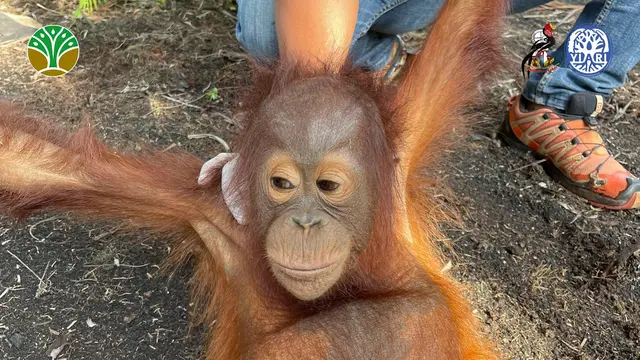 bayi orangutan kalimantan.