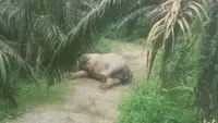 Gajah Sumatra Ditemukan Mati di Kebun Sawit Aceh Tamiang