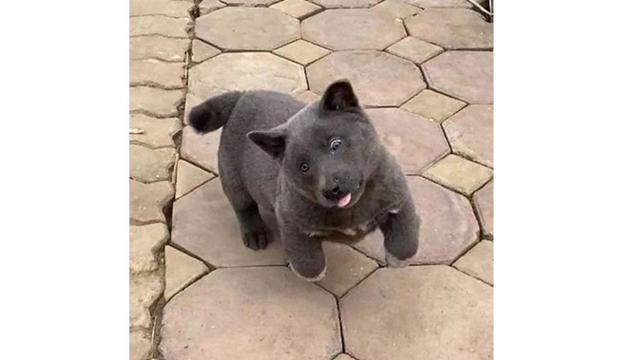 Viral, 7 Ekspresi Konyol Anjing Ini Sukses Bikin Gemas Netizen