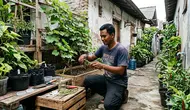 Cara Stek Anggur agar Cepat Berbuah, Perhatikan Batang dan Perawatannya