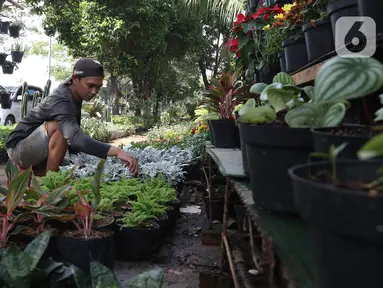 Pedagang menata tanaman hias yang dijual di Juanda, Depok, Jawa Barat, Senin (6/7/2020). Menurut pedagang, penjualan berbagai jenis tanaman hias saat ini mengalami peningkatan sekitar 50 persen. (Liputan6.com/Herman Zakharia)