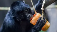 Monyet laba-laba (Ateles fusciceps) menjilat es krim buah di Kebun Binatang Santa Fe di Medellin, Kolombia pada 25 Januari 2020. Para penjaga kebun binatang memberikan es krim khusus pada hewan karena hamparan cuaca yang cukup panas di kota tersebut. (Photo by Joaquin SARMIENTO / AFP)
