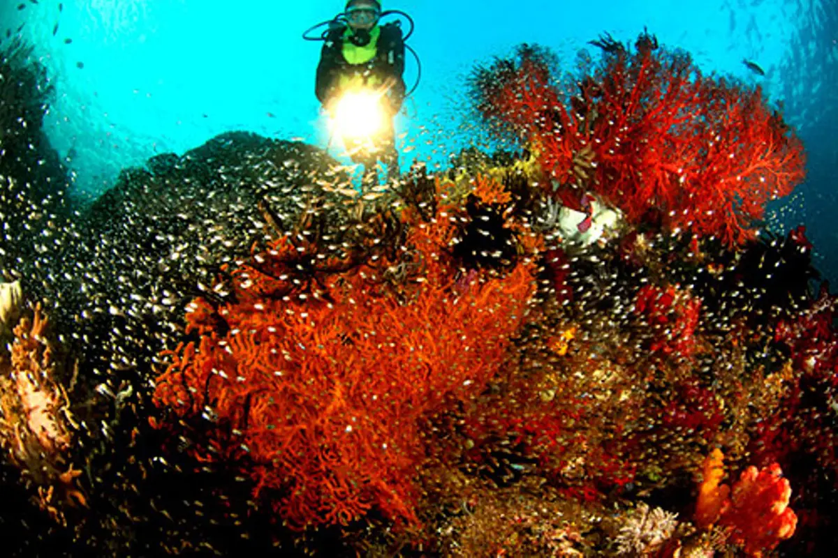 Pesona Bawah Laut Raja Ampat dalam Sederet Potret
