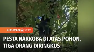 Polisi di Bangkalan, Jawa Timur, meringkus tiga orang yang sedang berpesta narkoba di atas pohon. Polisi tanpa sengaja menemukan ketiganya, saat mengejar pelaku pencurian yang melarikan diri ke arah pohon.