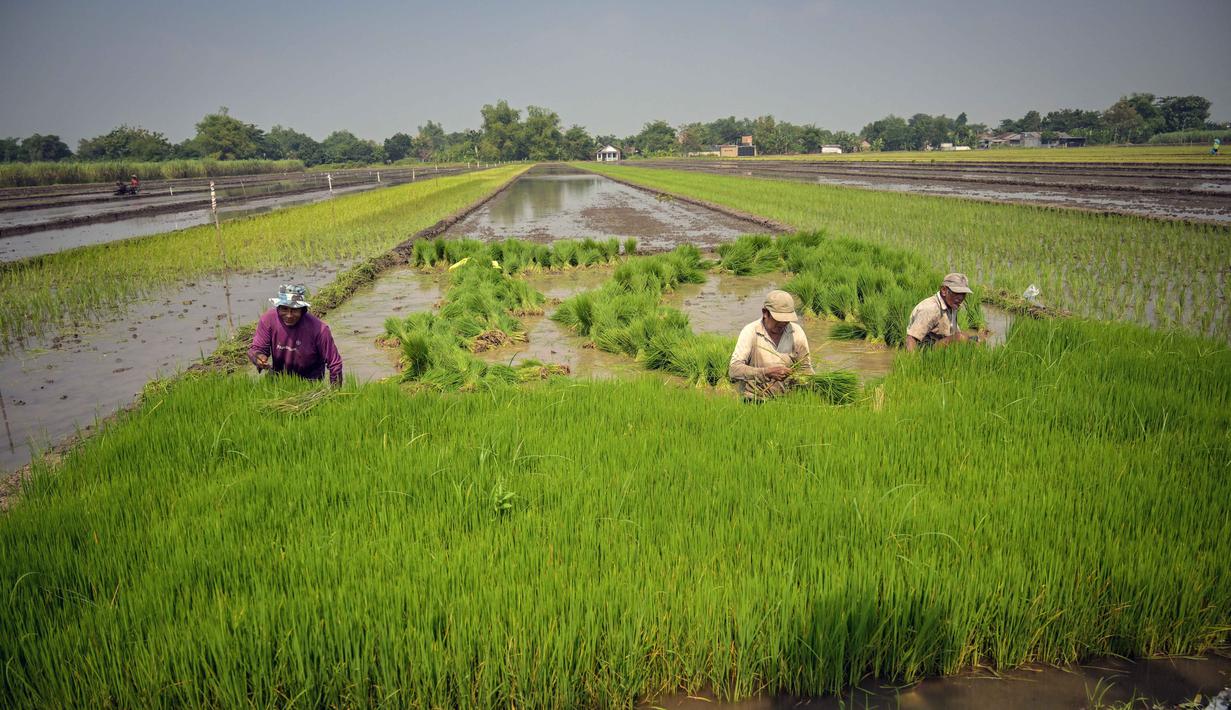Petani menanam bibit padi di Sidoarjo, Jawa Timur, Rabu 3 Juni 2026. (JUNI KRISWANTO/AFP)