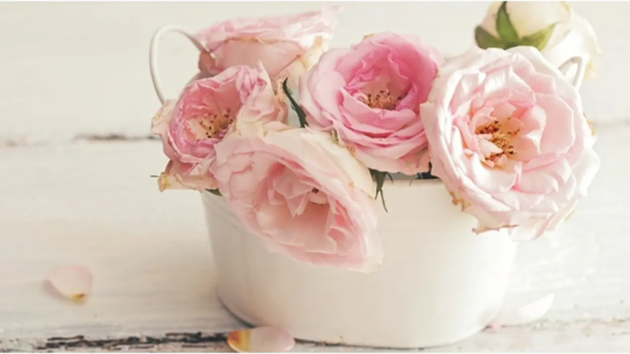 Foto: Copyright Shutterstock.com