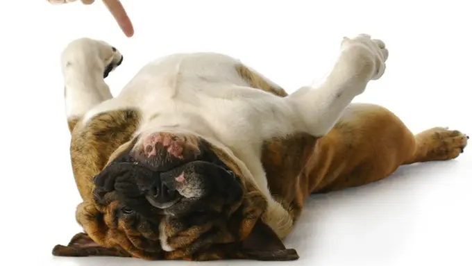 Nggak Mau Mandi, Anak Anjing Ini Malah 'Mati'