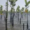 Penanaman 1.000 Mangrove untuk Cegah Abrasi di Pesisir Semarang
