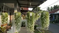 10 Jenis Tanaman Bunga Menjuntai ke Bawah yang Cantik untuk Dekorasi Rumah