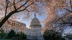 Gedung Capitol atau kantor Kongres terlihat di tengah pohon sakura yang bermekaran di Washington, Amerika Serikat, Senin (1/4). Bunga sakura ini merupakan pemberikan Wali Kota Tokyo pada tahun 1912 yang meruplipakan hadiah sebagai bentuk persahabatan kedua negara. (AP/J. Scott Applewhite)