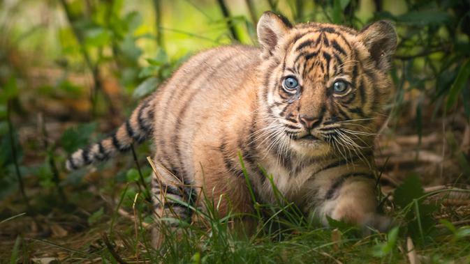 Dalam foto selebaran tanpa tanggal memperlihatkan seekor anak Harimu Sumatera di Kebun Binatang Wroclaw, Polandia. Kelahiran anak Harimau Sumatera berjenis kelamin betina pada 23 Mei  ini merupakan yang pertama dalam 20 tahun. (Wroclaw Zoo via AP)