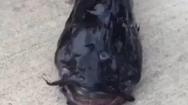 Ikan lele mutan bermata tiga. (Huffington Post) 