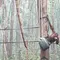 Asap Kebakaran Hutan Kalimantan Buat 21 Orangutan Jatuh Sakit