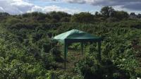 'Hutan Ganja' yang ditemukan di pinggiran London. (BBC/Met Police)