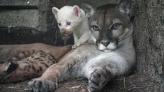 Seekor anak puma albino (Felis concolor) berusia empat minggu, lahir di penangkaran dan dianggap sebagai spesies yang terancam punah, bermain bersama induknya di Kebun Binatang Thomas Belt di Juigalpa, Nikaragua, pada 23 Agustus 2023. (Photo by OSWALDO RIVAS / AFP)