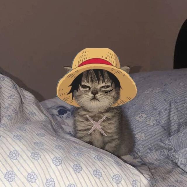 6 Editan Foto Kucing Jadi Kru Mugiwara One Piece Ini Tampak Lucu