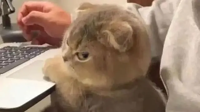 10 Potret Gemas Kucing Kalau Lagi Ngambek, Ekspresinya Malah Makin Imut