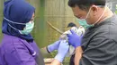 Dokter hewan yang juga aktivis ASTI memeriksa kaki burung Junai Emas yang diamputasi  (Caloenas nicobarica) yang merupakan hasil sitaan dari warga di tempat Pusat Transit Satwa Gadog ASTi, Bogor, Senin (11/3). (merdeka.com/arie basuki)