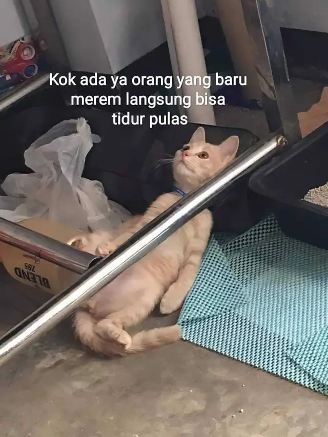6 Meme Kucing Banyak Pikiran Ini Nyeleneh Banget, Kocak