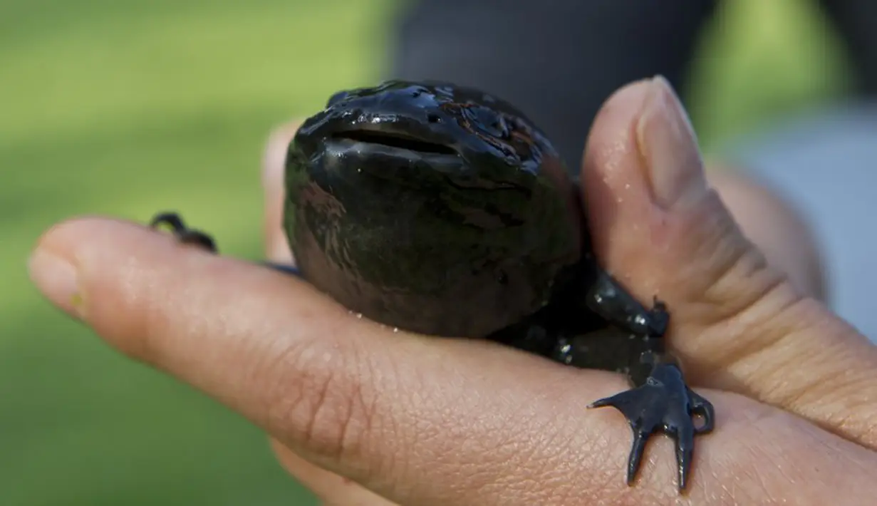 Nama ikan unik ini adalah Axolotl (Ambystoma mexicanum). Sebenarnya Axolotl bukanlah sejenis ikan, melainkan sejenis salamander langka yang terdapat di Mexico City, Meksiko selatan (29/8/2014) (AFP PHOTO/RONALDO SCHEMIDT)