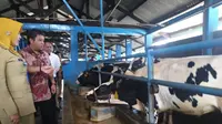 Dinas Peternakan Provinsi Jawa Timur (Jatim) mengajak lima elemen masyarakat untuk bersinergi sehingga tingkatkan populasi sapi perah. (Foto: Liputan6.com/Dian Kurniawan)