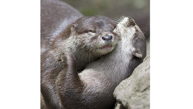 Potret 6 Hewan Saling Berduaan Ini Mesra Banget, Bak Prewedding