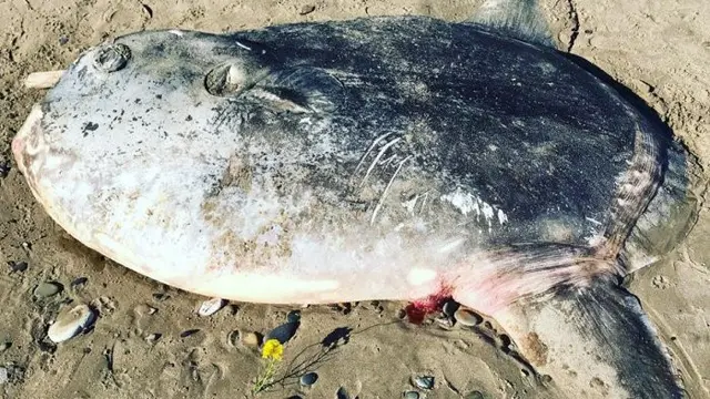 Mola-mola