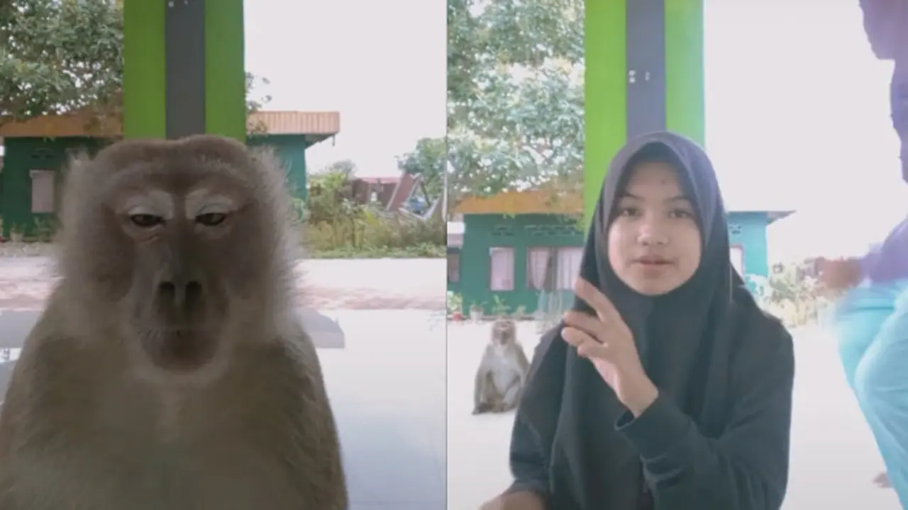 Viral Monyet Mau Ikutan Main TikTok, Respon Warganet Bikin Ngakak