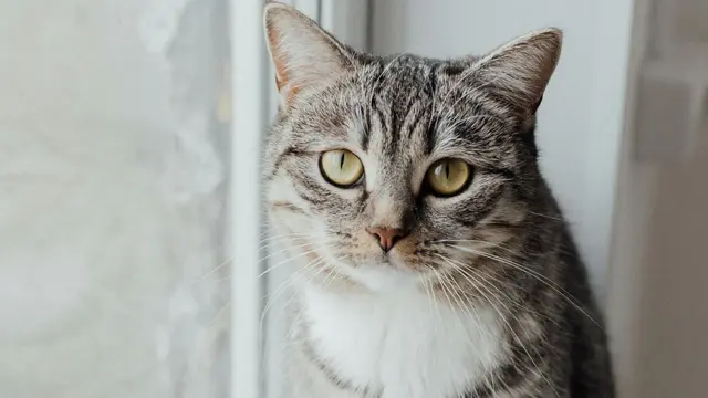 American Shorthair