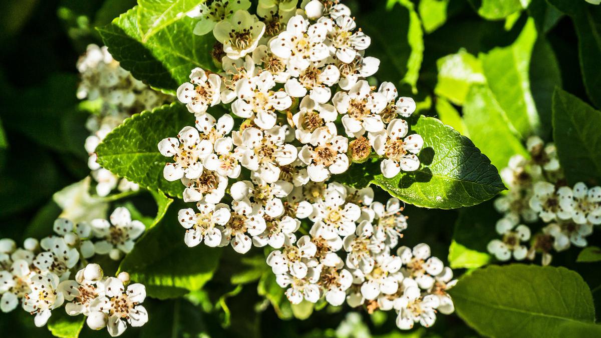 10 Jenis Tanaman Bunga Wangi untuk Hiasan Rumah, Cantik dan Aromanya Menenangkan Hati