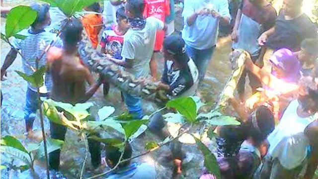 Gagal Terkam Petani, Daging Ular Piton Berakhir di Pasar