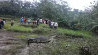 Buaya terdampar di persawahan desa Kedungwinangun Kecamatan Klirong Oktober lalu. (Foto: Liputan6.com/Muhamad Ridlo)