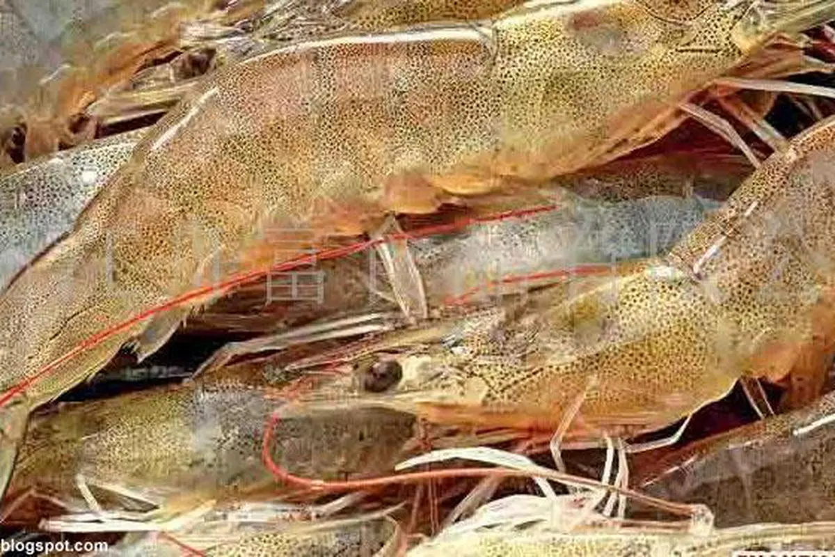 Udang