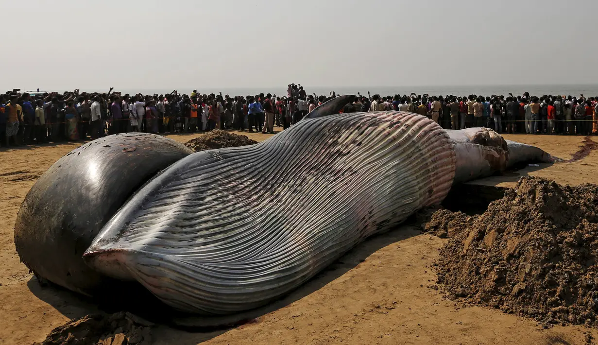 Sejumlah orang tampak memandangi bangkai ikan paus yang terdampar di pantai sepanjang Laut Arab, Mumbai , India, (29/1). Diperkirakan ukuran ikan paus tersebut 9 meter. (REUTERS / Danish Siddiqui)