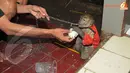 Sang pawang melatih monyetnya untuk beratraksi dengan iming-iming makanan (Liputan6.com/ Herman Zakharia)