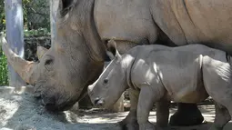 Bayi badak putih selatan berusia 29 hari terlihat bersama induknya A-ju di sebuah kandang di Kebun Binatang Leofoo Village, Taiwan, Selasa (6/8/2019). Petugas kebun binatang akan memberi kesempatan kepada publik untuk menamai bayi badak jantan yang lahir pada Juli 2019 lalu tersebut. (Sam YEH / AFP)