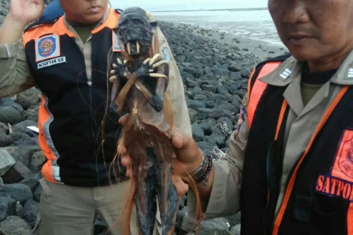 Temuan Benda Bertaring di Kawasan Kenjeran, Apakah Jenglot?