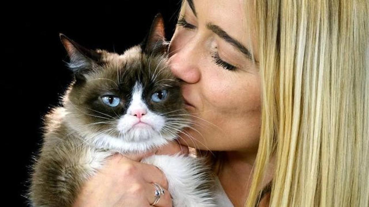 Inilah Kumpulan Potret Kucing Berwajah Galak, si Grumpy Cat