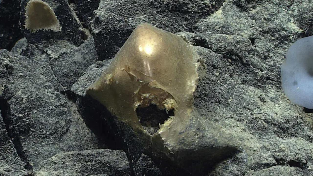 penemuan objek misterius yang menyerupai telur emas di dasar laut Alaska