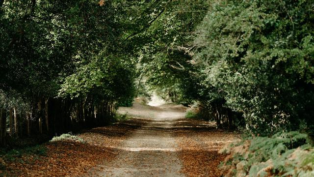 The New Forest National Park