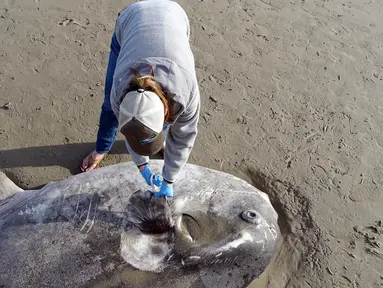 Seorang ahli konservasionis, Jessica Nielsen memeriksa hoodwinker sunfish yang terdampar di pantai Santa Barbara, California, (21/2). Ikan sebesar 2,1 meter pertama kali muncul di halaman Facebook Coal Oil Point. (Thomas Turner, UC Santa Barbara via AP)