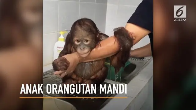 VIDEO: Ekspresi Lucu Anak Orangutan Saat Mandi