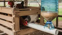 7 Model Tempat Pakan Ayam Otomatis dari Galon Bekas, Praktis dan Hemat Biaya