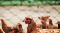 Ilustrasi Ayam Credit: pexels.com/Italo