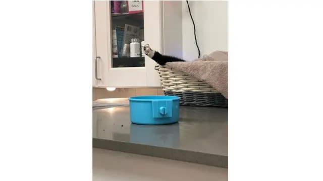Kucing sembunyi (Sumber: Boredpanda)