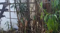 Dinding rumah milik seorang warga, nampak mengalami kerusakan cukup parah, setelah fenomen alam pergeseran tanah, menghantui kampung mereka di Desa Balewangi, Kecamatan Cisurupan, Garut, Jawa Barat. (Liputan6.com/Jayadi Supriadin)