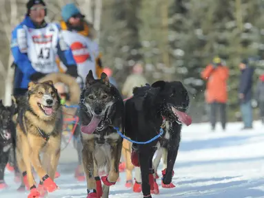 Penggembala Iditarod, Mishi Konno dan gerombolan anjingnya mengikuti perlombaan kereta luncur anjing Trail Iditarod di Anchorage, Alaska, 2 Maret 2019. Perlombaan tahunan itu diadakan dengan menempuh jarak sejauh 1.609 km ke kota Nome (AP/Michael Dinneen)
