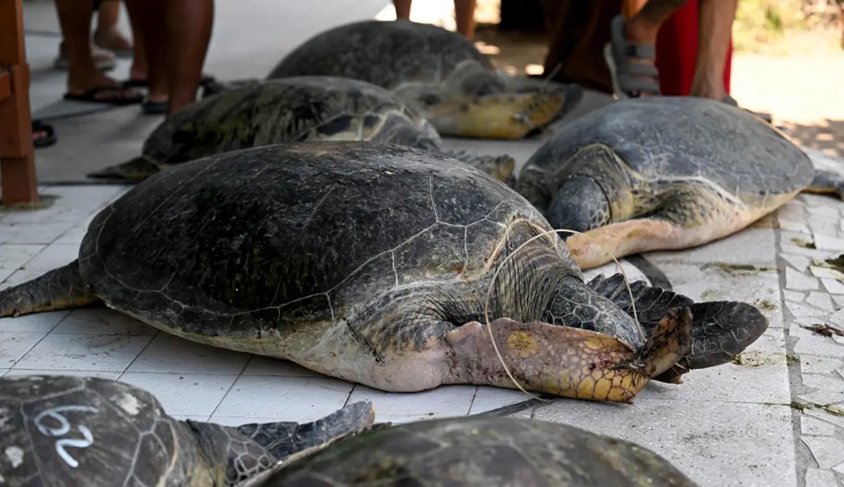 "Saat ini Balai KSDA Bali siap untuk melakukan pemeriksaan kesehatan penyu dan pemasangan tagging terhadap 11 penyu tersebut," kata Agus. (SONNY TUMBELAKA/AFP)
